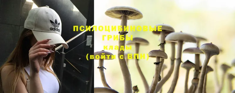 Псилоцибиновые грибы Magic Shrooms  Димитровград 